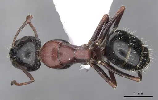 Camponotus kurdistanicus specimen CASENT0910244 image casent0910244_1