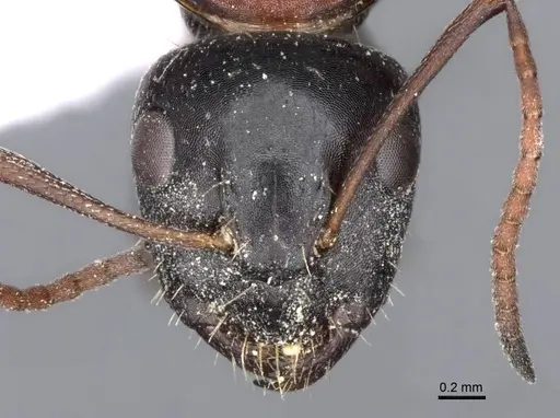 Camponotus kurdistanicus specimen CASENT0910244 image casent0910244_2
