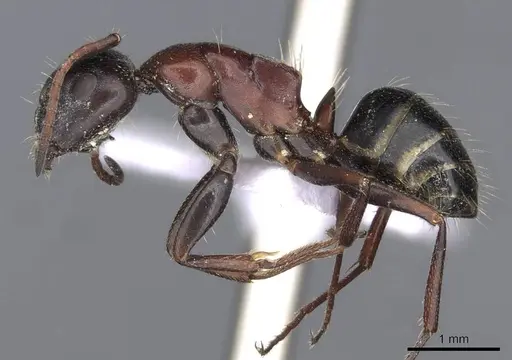 Camponotus kurdistanicus specimen CASENT0910244 image casent0910244_3