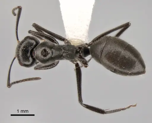 Camponotus kutteri specimen CASENT0882028 image casent0882028_1
