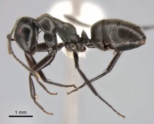 Camponotus kutteri specimen CASENT0882028 image casent0882028_3