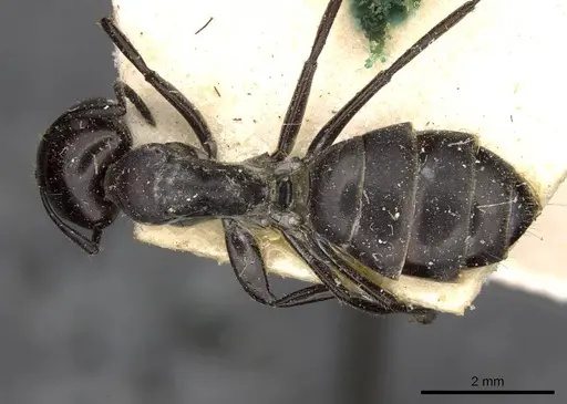 Camponotus kutteri specimen CASENT0910520 image casent0910520_1