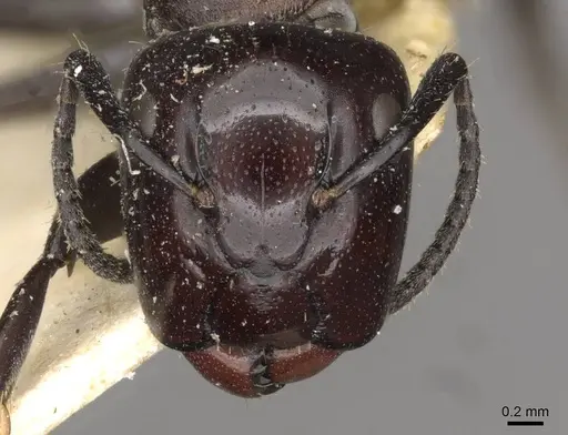 Camponotus kutteri specimen CASENT0910520 image casent0910520_2