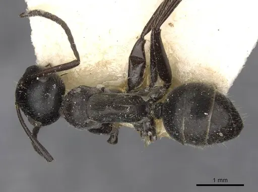 Camponotus kutteri specimen CASENT0910521 image casent0910521_1