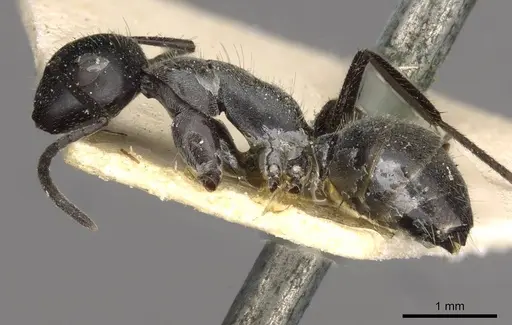 Camponotus kutteri specimen CASENT0910521 image casent0910521_3