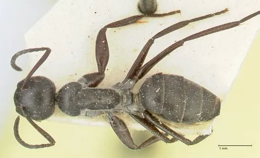 Camponotus kutteri specimen FOCOL2278 image focol2278_1