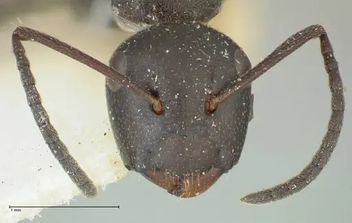 Camponotus kutteri specimen FOCOL2278 image focol2278_2
