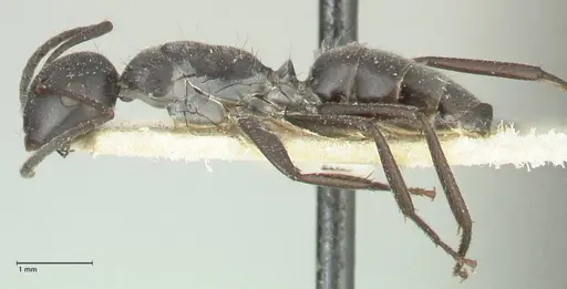 Camponotus kutteri specimen FOCOL2278 image focol2278_3
