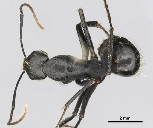 Camponotus laconicus specimen CASENT0249418 image casent0249418_1