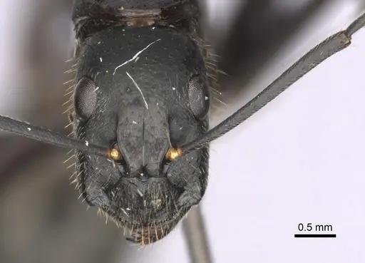Camponotus laconicus specimen CASENT0249418 image casent0249418_2