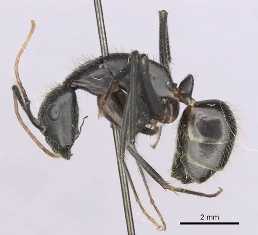 Camponotus laconicus specimen CASENT0249418 image casent0249418_3