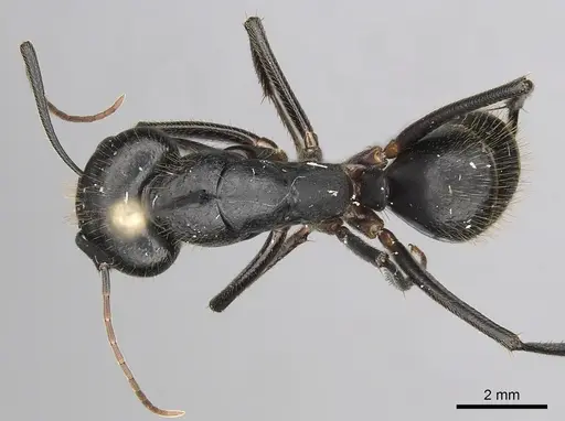 Camponotus laconicus specimen CASENT0249427 image casent0249427_1