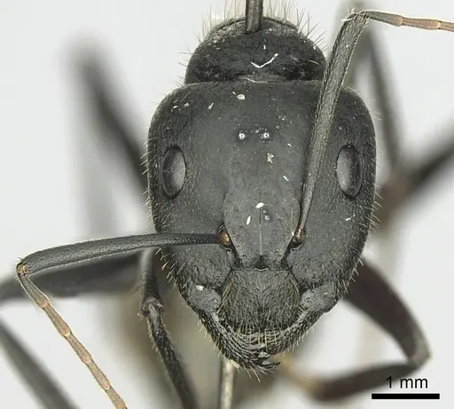 Camponotus laconicus specimen CASENT0249427 image casent0249427_2