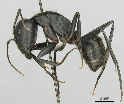 Camponotus laconicus specimen CASENT0249427 image casent0249427_3