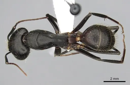 Camponotus laconicus specimen CASENT0249987 image casent0249987_1