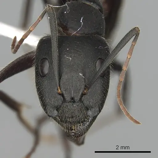 Camponotus laconicus specimen CASENT0249987 image casent0249987_2