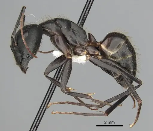 Camponotus laconicus specimen CASENT0249987 image casent0249987_3