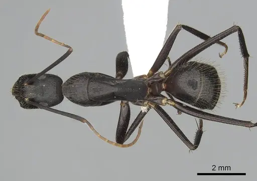 Camponotus laconicus specimen CASENT0249988 image casent0249988_1