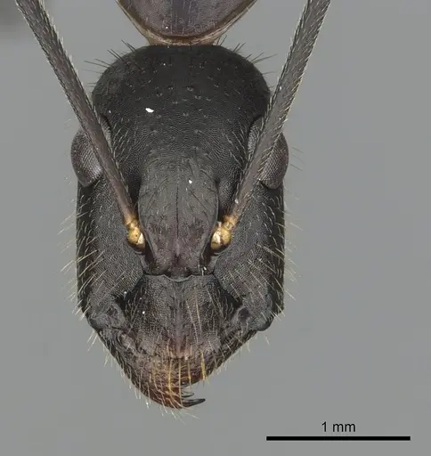 Camponotus laconicus specimen CASENT0249988 image casent0249988_2