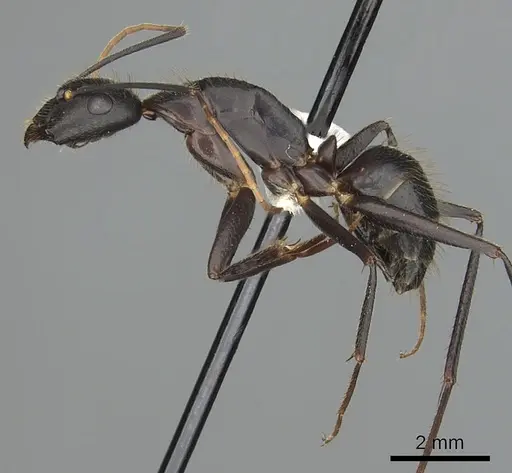 Camponotus laconicus specimen CASENT0249988 image casent0249988_3