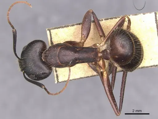Camponotus laconicus specimen CASENT0905288 image casent0905288_1