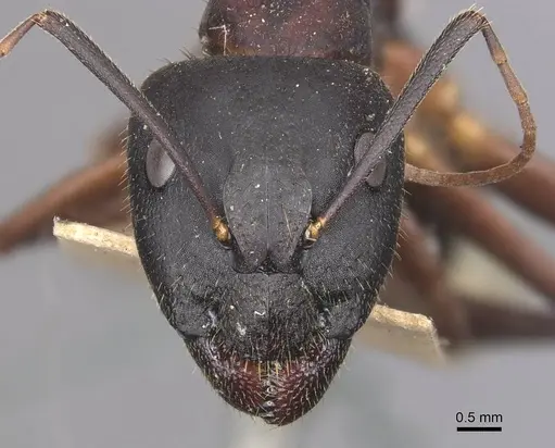 Camponotus laconicus specimen CASENT0905288 image casent0905288_2