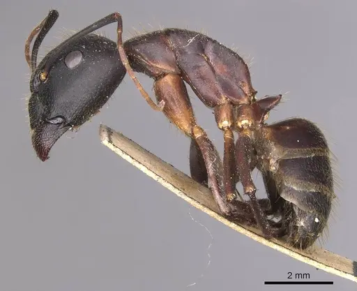 Camponotus laconicus specimen CASENT0905288 image casent0905288_3
