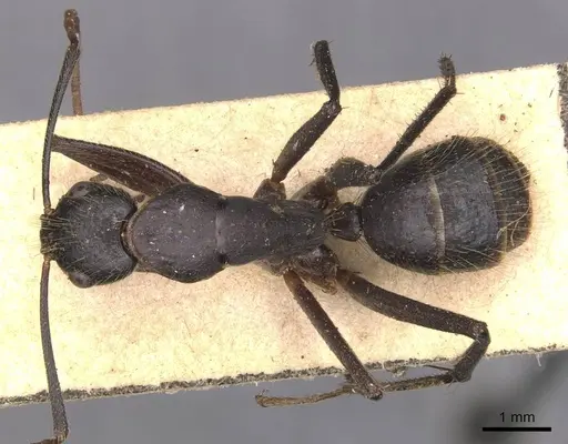 Camponotus laconicus specimen CASENT0905289 image casent0905289_1