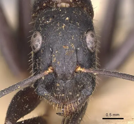 Camponotus laconicus specimen CASENT0905289 image casent0905289_2