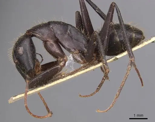 Camponotus laconicus specimen CASENT0905289 image casent0905289_3