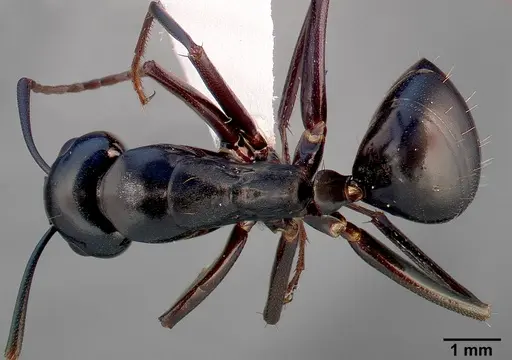 Camponotus laevigatus specimen CASENT0005349 image casent0005349_1