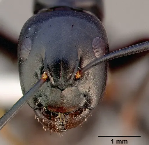 Camponotus laevigatus specimen CASENT0005349 image casent0005349_2