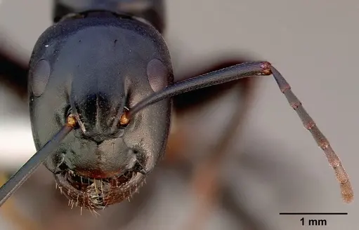 Camponotus laevigatus specimen CASENT0005349 image casent0005349_3