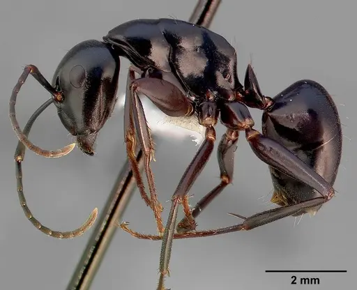Camponotus laevigatus specimen CASENT0005349 image casent0005349_4