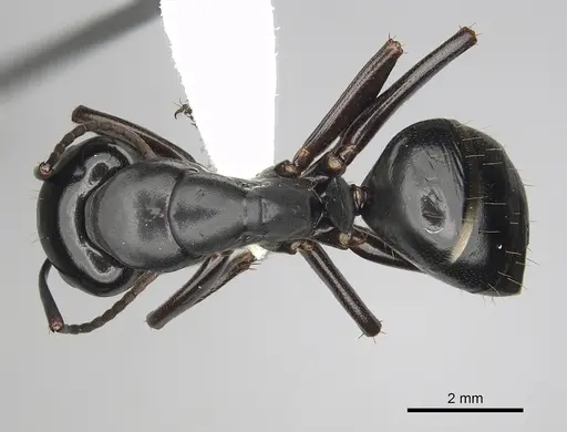 Camponotus laevigatus specimen CASENT0280018 image casent0280018_1