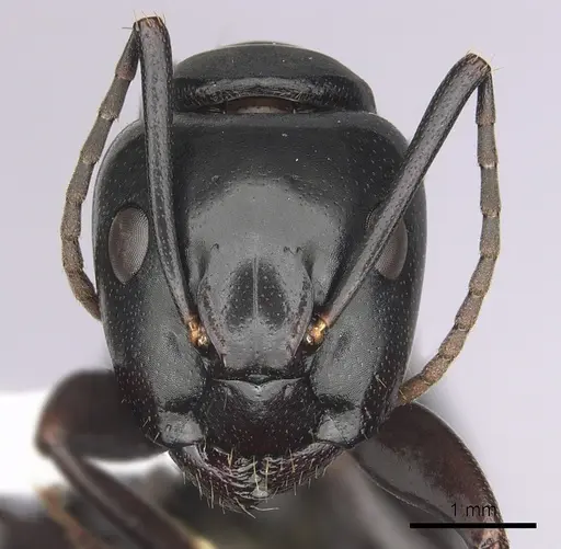 Camponotus laevigatus specimen CASENT0280018 image casent0280018_2