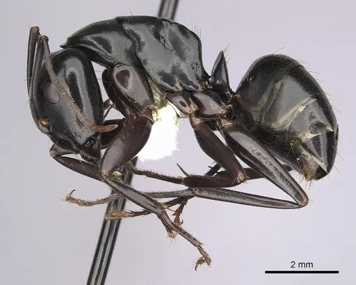 Camponotus laevigatus specimen CASENT0280018 image casent0280018_3