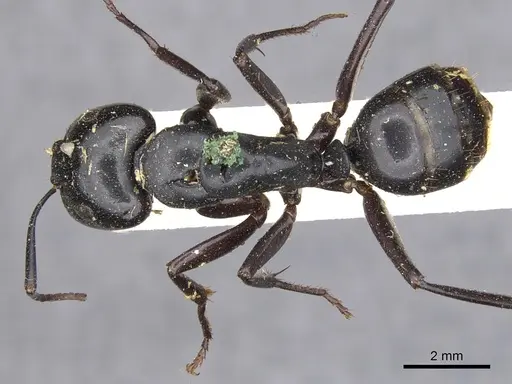 Camponotus laevigatus specimen CASENT0903603 image casent0903603_1