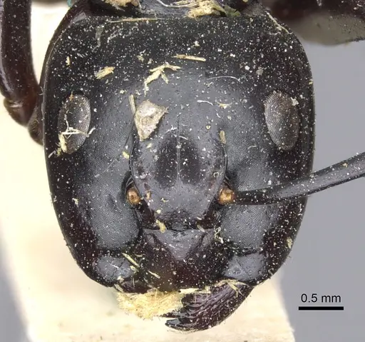 Camponotus laevigatus specimen CASENT0903603 image casent0903603_2