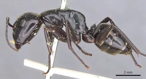 Camponotus laevigatus specimen CASENT0903603 image casent0903603_3