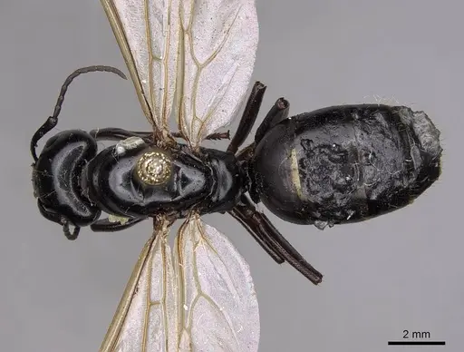 Camponotus laevigatus specimen CASENT0923033 image casent0923033_1