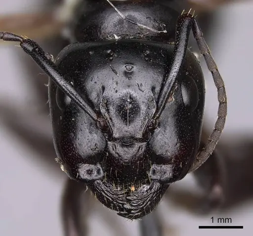 Camponotus laevigatus specimen CASENT0923033 image casent0923033_2