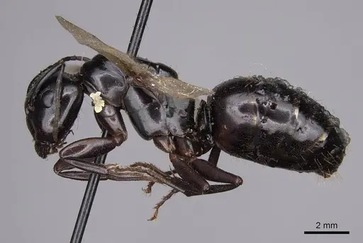 Camponotus laevigatus specimen CASENT0923033 image casent0923033_3