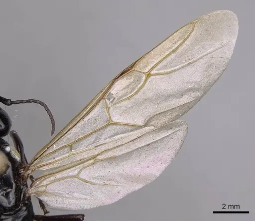 Camponotus laevigatus specimen CASENT0923033 image casent0923033_4
