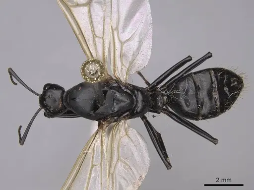 Camponotus laevigatus specimen CASENT0923034 image casent0923034_1