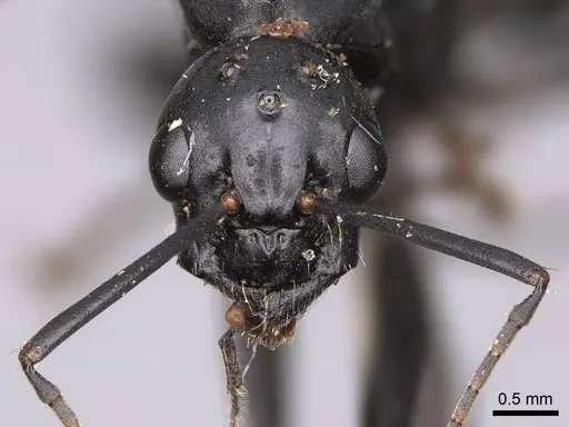 Camponotus laevigatus specimen CASENT0923034 image casent0923034_2