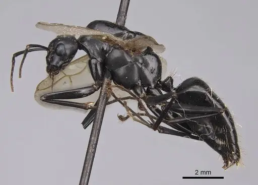 Camponotus laevigatus specimen CASENT0923034 image casent0923034_3
