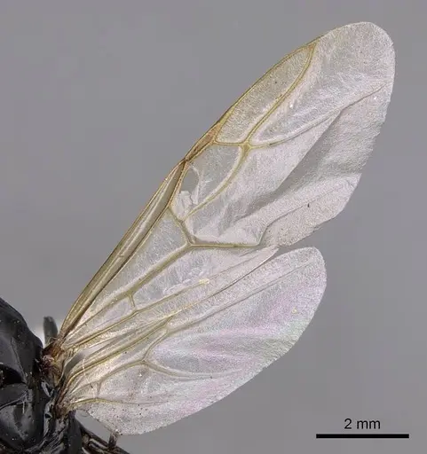 Camponotus laevigatus specimen CASENT0923034 image casent0923034_4
