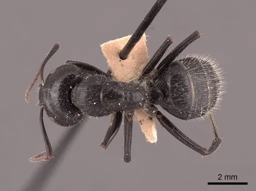 Camponotus laevigatus specimen FMNHINS0000045786 image fmnhins0000045786_1
