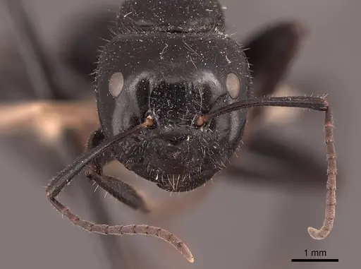 Camponotus laevigatus specimen FMNHINS0000045786 image fmnhins0000045786_2